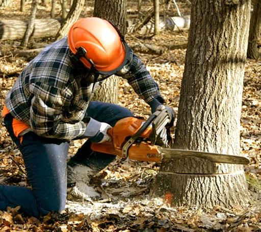 Tree Removal in West Mansfield, OH
